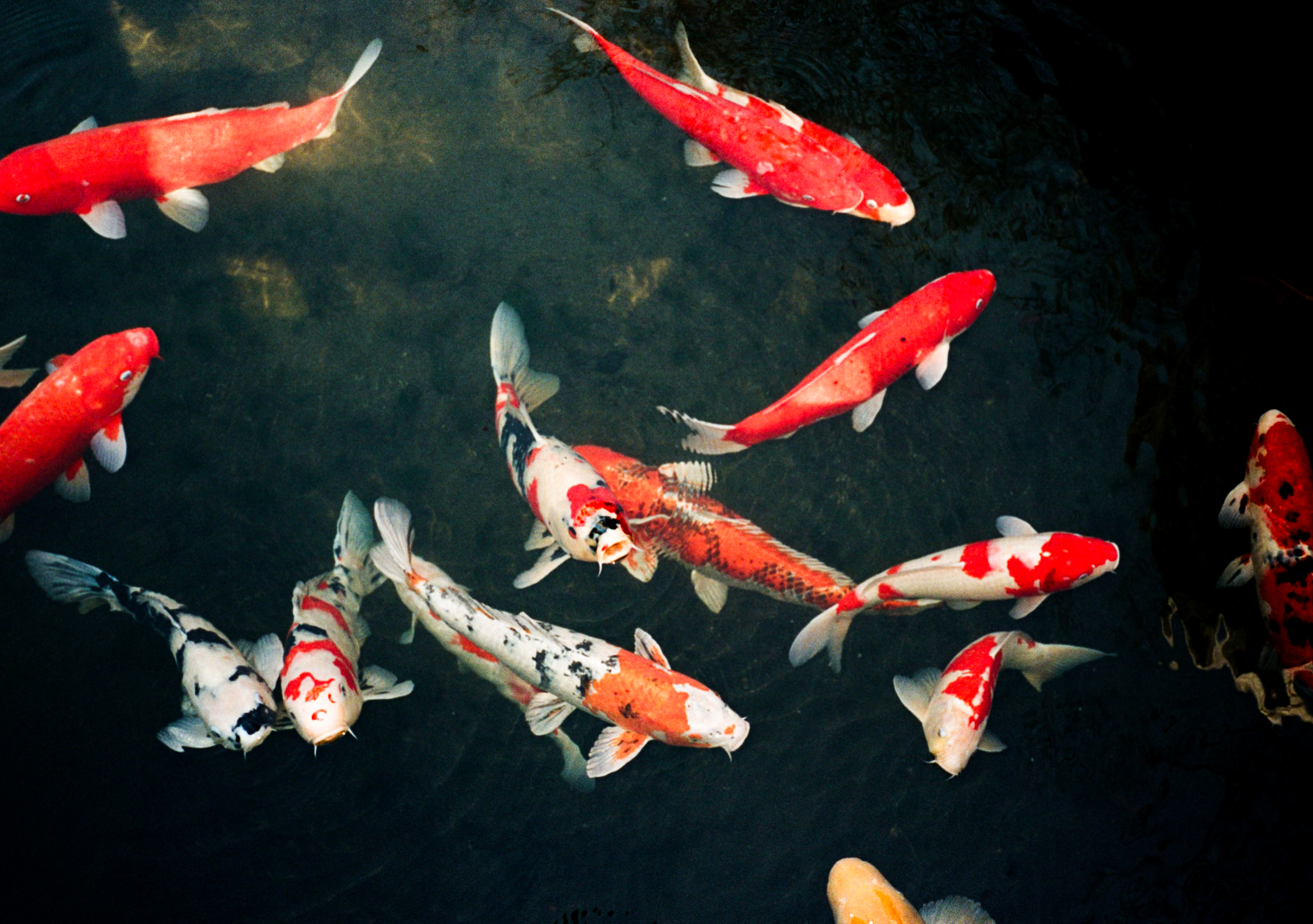 Fundo Peixes